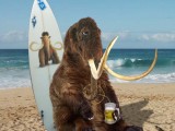 Bringing Back the Mammoth