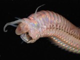 Newest Aliens Of The Deep Sea